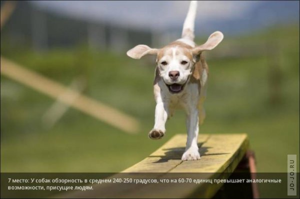 http://jo-jo.ru/uploads/posts/2011-11/thumbs/1320235880_1320176677_vision-of-animals-07.jpg
