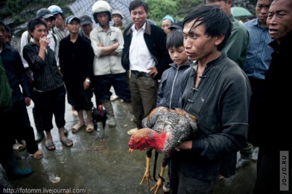 Петушиные бои во Вьетнаме