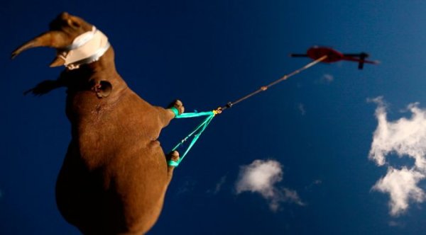 Лучшие фотографии животных за 2011 года
