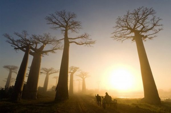 Самые красивые фотографии National Geographic за 2011 год