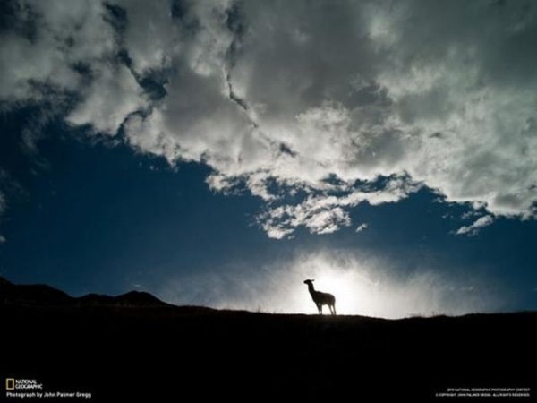 Самые красивые фотографии National Geographic за 2011 год