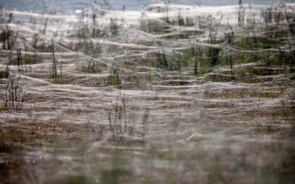Тысячи пауков атаковали Австралию