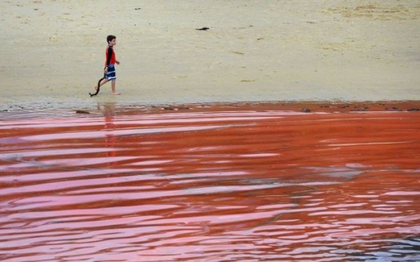 Кровавый океан у берегов Австралии