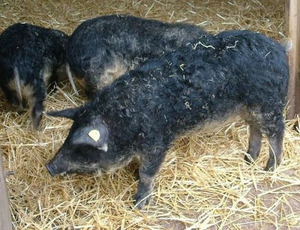 Теперь у свиней ценится не только мясо, но и мех