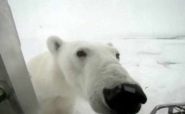 Голодный белый медведь хотел полакомиться оператором