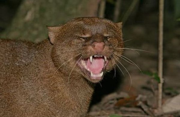 Ягуарунди - хищная дикая кошка