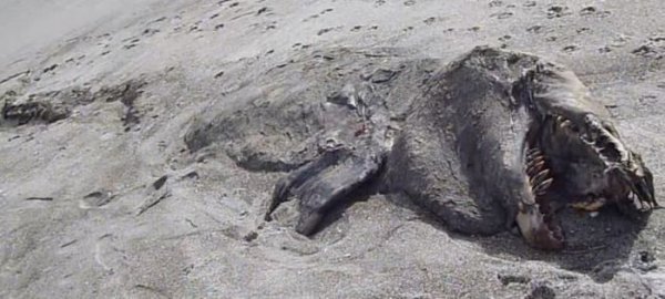 Непонятное существо обнаружено на пляже Новой Зеландии