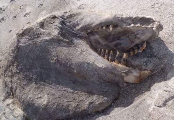 Непонятное существо обнаружено на пляже Новой Зеландии