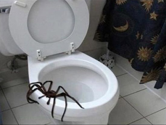 Множество пауков из Австралии