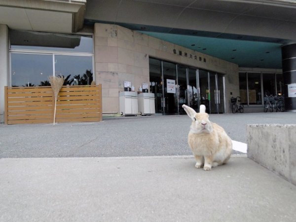 Тайны Острова кроликов в Японии
