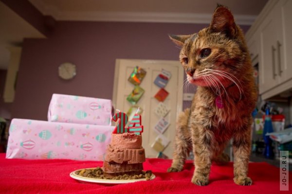 Самая пожилая кошка в мире умерла в возрасте 24 лет