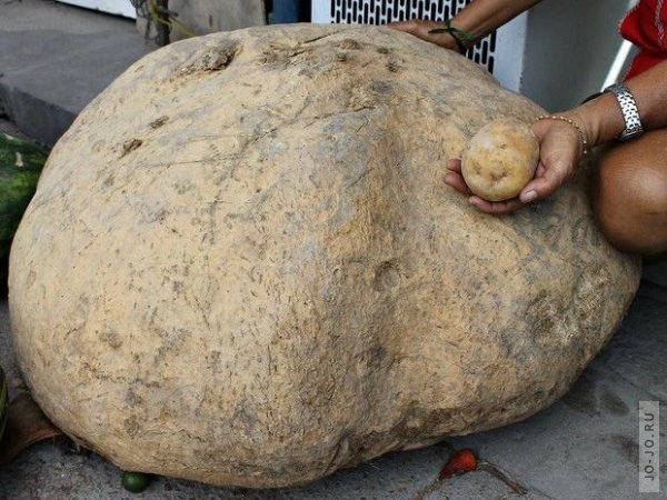 Бразильский фермер вырастил 80-килограммовый картофель и 15-килограммовый ананас
