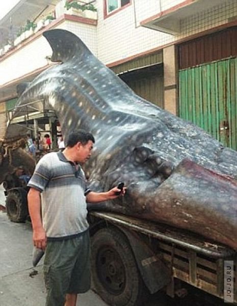Непростая задача по транспортировке китовой акулы до рынка