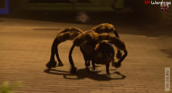 Собаку нарядили в костюм гигантского паука и отправили погулять