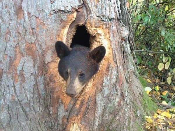 Спасение медвежат, застрявших в дереве