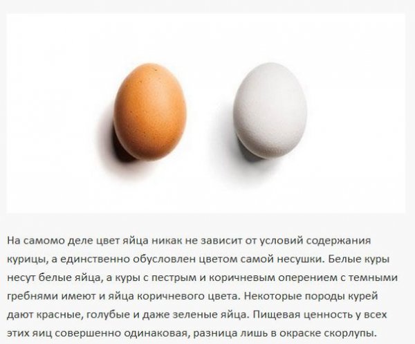 Белые и коричневые яйца - какие выбрать?