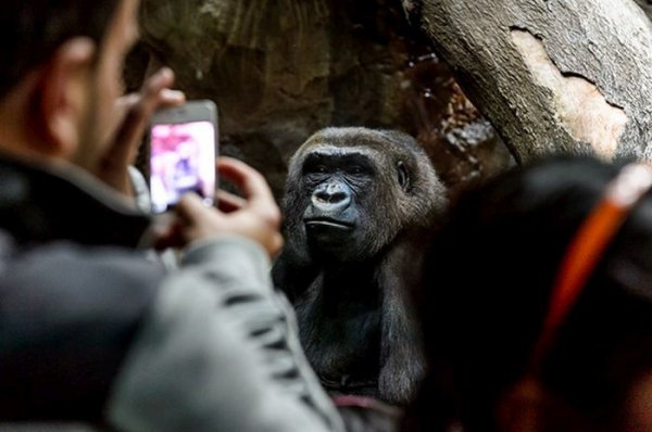 Фото из зоопарков всего мира