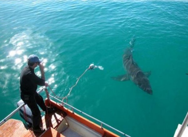 Акула с благими намерениями преследует рыбака из Австралии