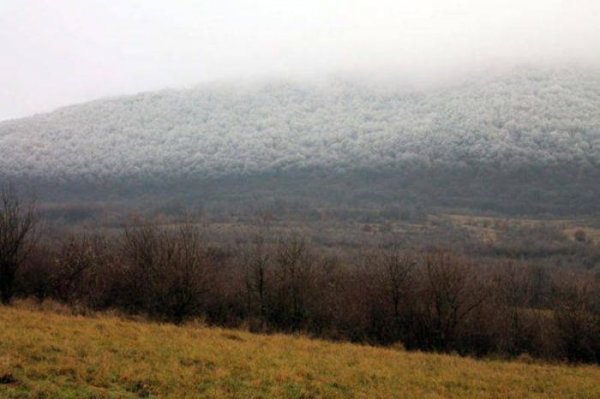 Редкий природный феномен в венгерском лесу