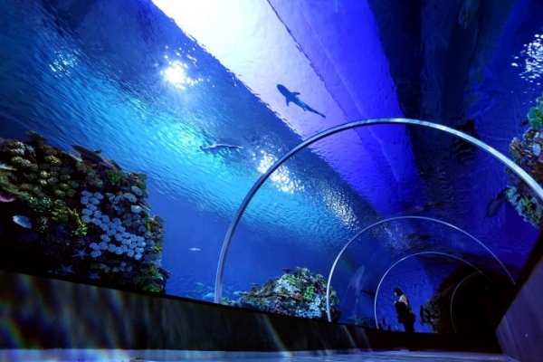 Уникальный океанариум «Голубая планета» в Дании