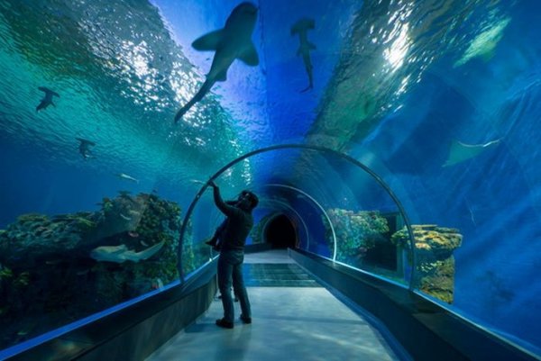 Уникальный океанариум «Голубая планета» в Дании