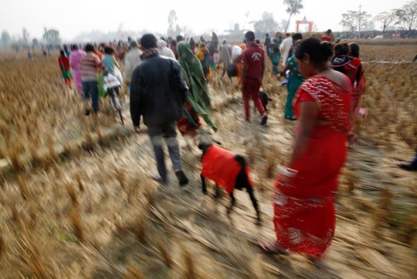 Непальский фестиваль Гадимаи - мероприятие, о котором не пишут СМИ