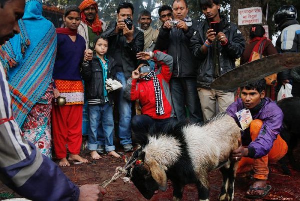 Непальский фестиваль Гадимаи - мероприятие, о котором не пишут СМИ