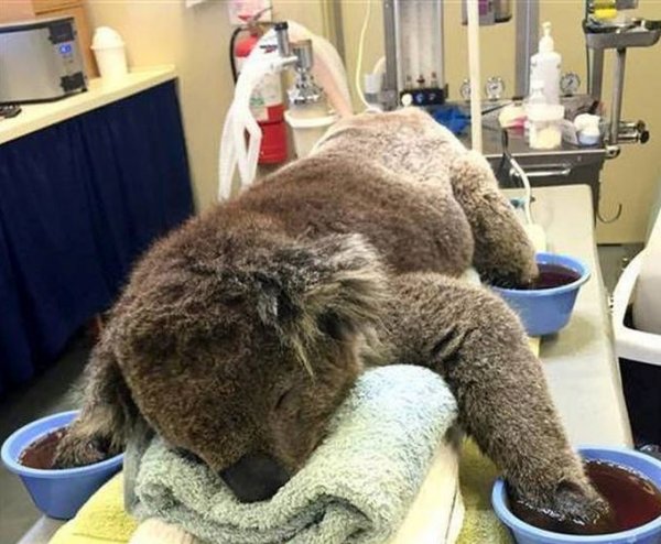 Австралийцы помогают коалам, получившим ожоги