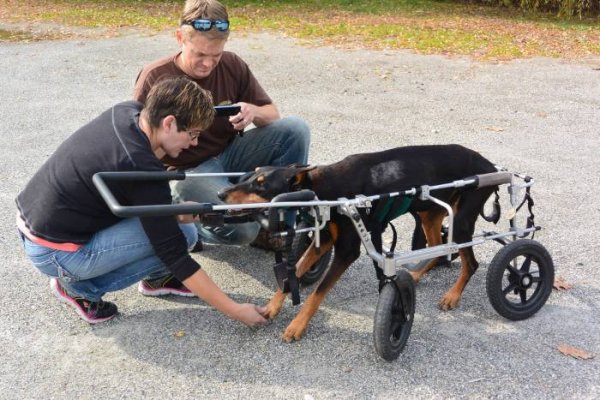 Инвалидные коляски для собак