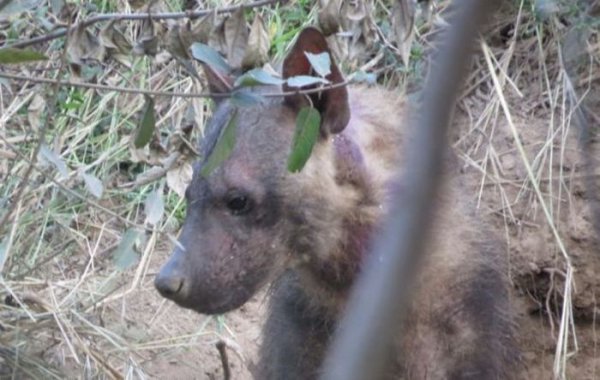Попавшая в капкан гиена сумела родить щенят