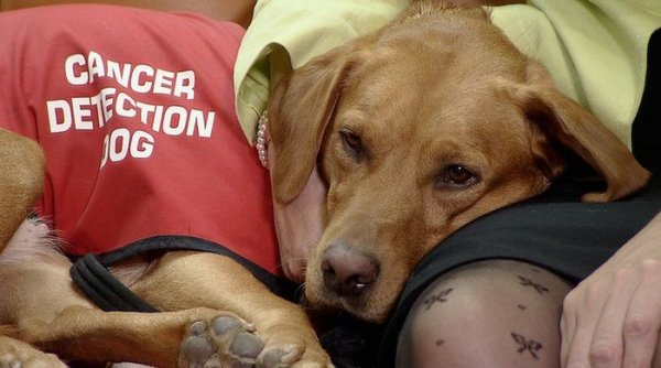 Собака, способная диагностировать рак у людей, получила медаль