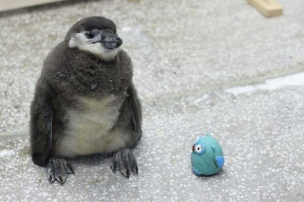 В Красноярске растет пингвиненок по кличке Чуди
