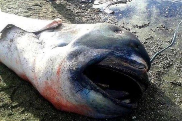 Филиппинские рыбаки выловили редкую пелагическую большеротую акулу