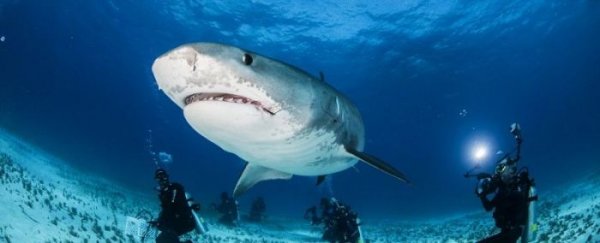 Что видит жертва акулы в последние секунды жизни