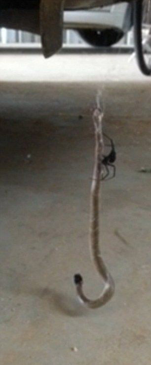 Смертельная схватка красноспинного паука и восточной коричневой змеи