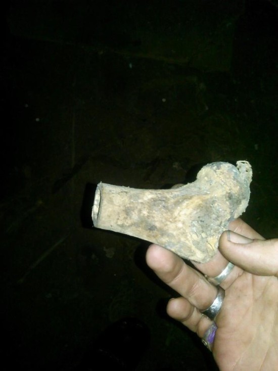 Исследование костей, найденных в подвале дома