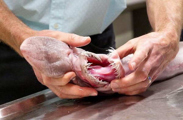 Выловленная рыбаком акула-домовой оказалась в руках ученых