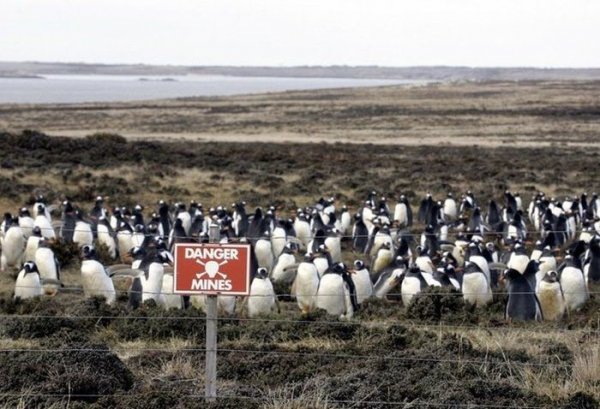 Как заминированное побережье Фолклендских островов стало домом для миллиона пингвинов