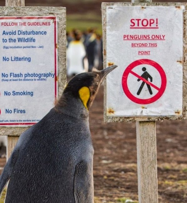 Как заминированное побережье Фолклендских островов стало домом для миллиона пингвинов