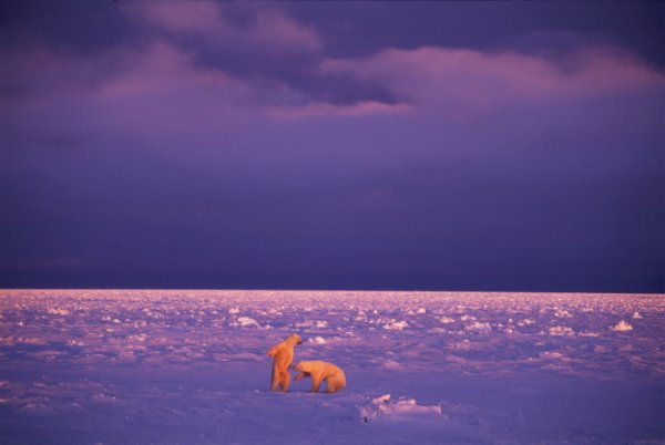 Фотографии дикой природы от Пола Никлена