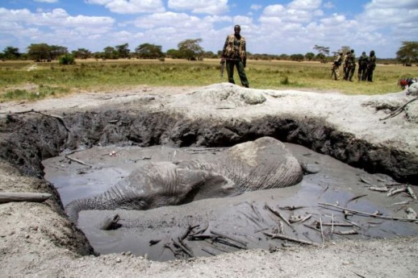 В Кении экскаватор спас слона, угодившего в навозную яму