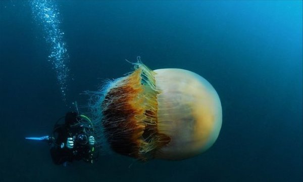 Правда о самой большой медузе в мире