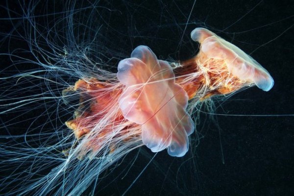 Правда о самой большой медузе в мире