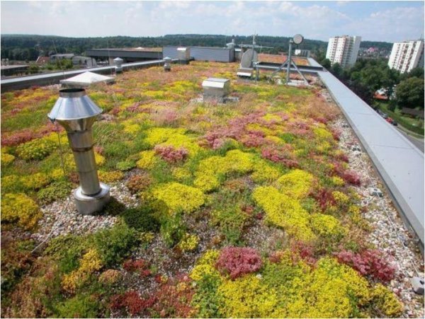 Во Франции владельцев недвижимости в коммерческой зоне обязали покрывать крыши растениями или солнечными панелями