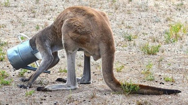 Двое австралийцев спасли кенгуру