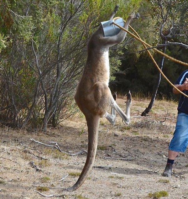 Двое австралийцев спасли кенгуру