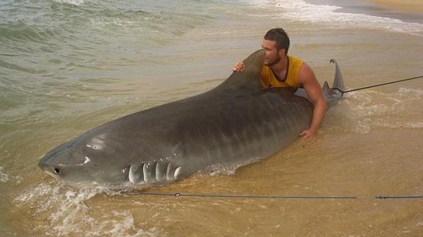 19-летний австралиец поймал 4-метровую тигровую акулу