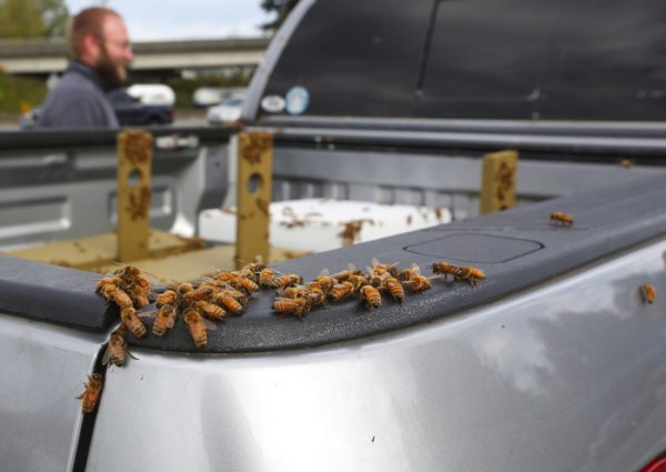 Под Сиэтлом перевернулся автомобиль, перевозивший 44 миллиона пчел
