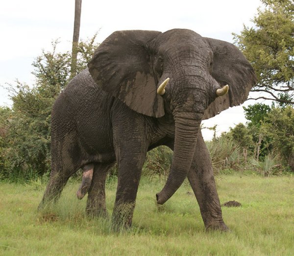 Слон насмерть затоптал охотника, выслеживавшего его в течение 5 часов