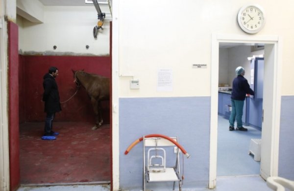 Лечение скакунов в клинике стамбульского ипподрома Велиефенди